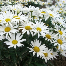 Нивяник Амелия