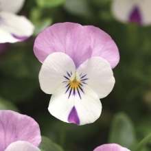 Виола Сорбет Пинк Винг