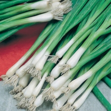 Лук Нежность