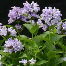 Котовник Голубая пантера