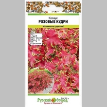 Колеус Розовые кудри