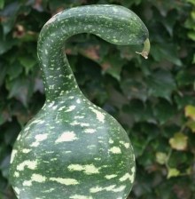 Лагенария Гусь в яблоках