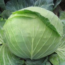 Капуста Каменна глова