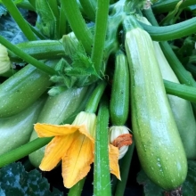 Кабачок Хьюго F1