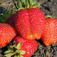 Земляника Гигантелла