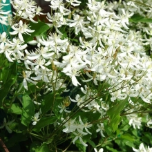 Клематис Таежный снег (манчжурский)