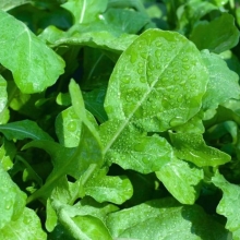 Рукола Деликатесная