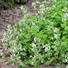 Котовник Сонник (лимонный)