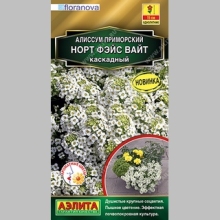 Алиссум Норт Фэйс Вайт (каскадный)