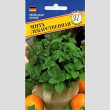 Мята лекарственная