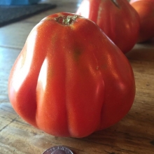 Томат Итало-американский от Гольдман