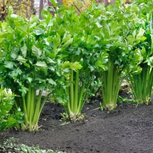 Сельдерей Жених черешковый