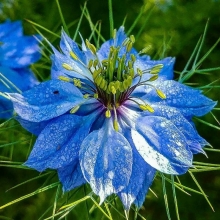 Нигелла Голубая дамасская