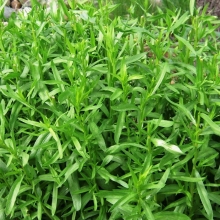 Эстрагон Монарх