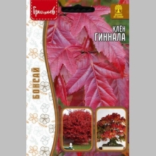 Клён Гиннала (большой пакет)