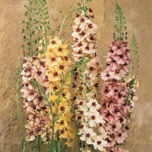 Вербаскум гибридный Южный шарм