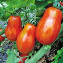 Томат Грушка Полосатая