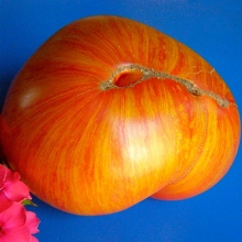 Томат Желто-розовый бабушки Виней