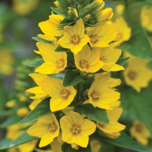 Лизимахия Гольден Ело