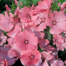 Лаватера Серебряная Чаша