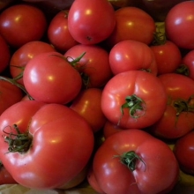 Томат Кукла Маша F1