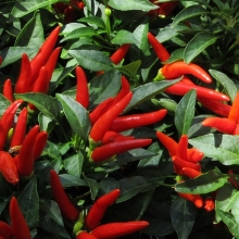 Перец Вспышка (кустарниковый)