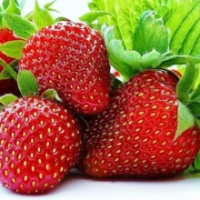 Земляника Зефир