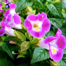 Торения Мармелад Клубничный