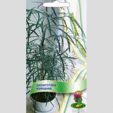 Дизиготека (Дициготека) изящная