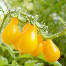 Томат Грушка Медовая