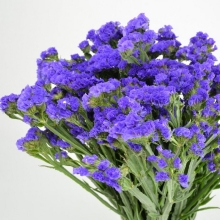 Статица Хипстер Блю