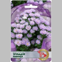 Астра Трубадур Лаванда