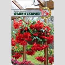 Бегония Фанки Скарлет