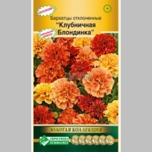 Бархатцы Клубничная блондинка