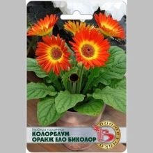 Гербера Колорблум Оранж Ело Биколор