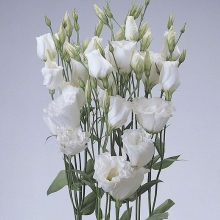 Эустома Эйбиси F1 Белая