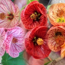 Абутилон Бельвю Смесь