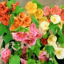 Абутилон Комнатные колокольчики смесь сортов