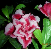 Адениум Прелестная Девушка (тучный) (большой пакет)