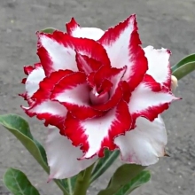 Адениум Феррари (тучный) (большой пакет)