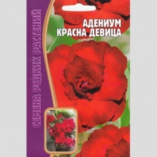 Адениум Красна Девица (тучный) (большой пакет)