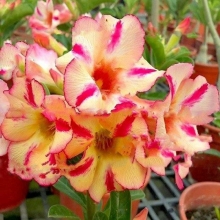 Адениум Медовый Нектар (тучный) (большой пакет)