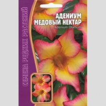 Адениум Медовый Нектар (тучный) (большой пакет)