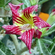 Адениум Рam Рam (тучный) (большой пакет)