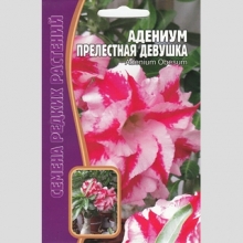Адениум Прелестная Девушка (тучный) (большой пакет)