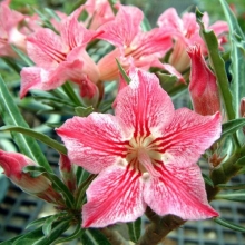 Адениум Танец Бабочки (тучный) (большой пакет)