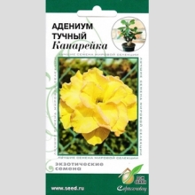 Адениум Канарейка (тучный)