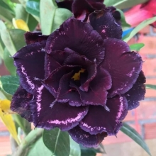 Адениум Виолет (тучный)