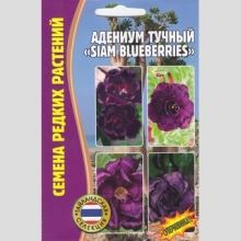 Адениум Siam Blueberries (тучный) (большой пакет)