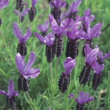 Лаванда Фрагрант баттерфляй